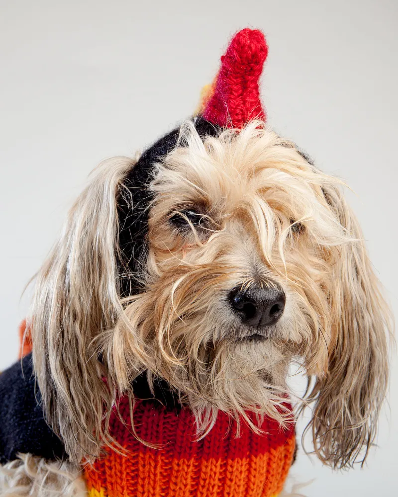 Rainbow Dragon Handknit Dog Sweater w/ Hood