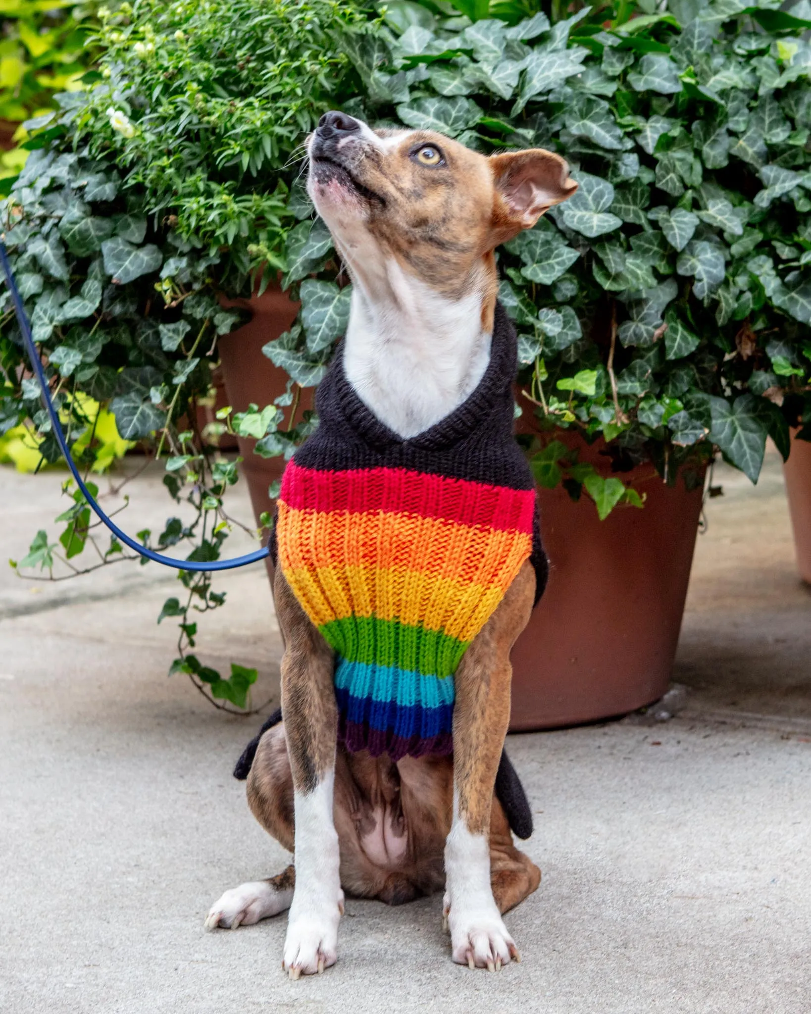 Rainbow Dragon Handknit Dog Sweater w/ Hood