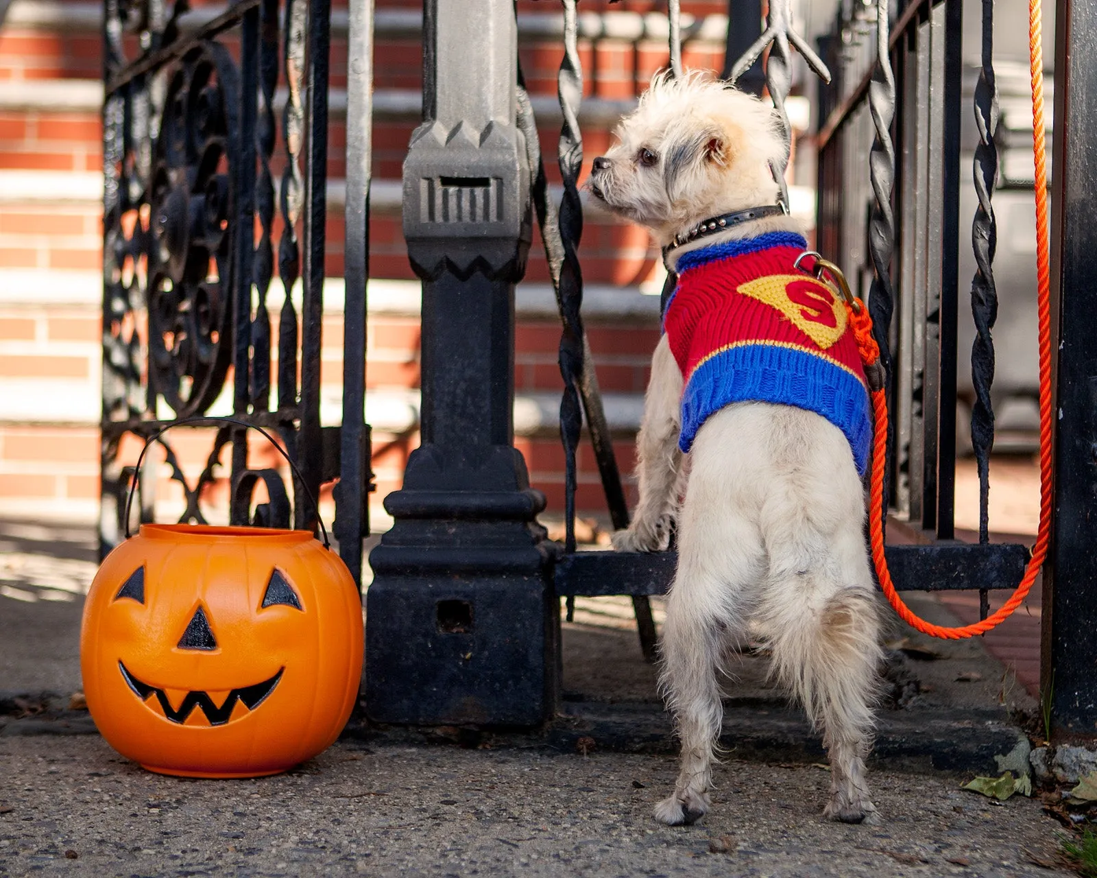 SuperDog! Hand Knit Sweater << CLEARANCE >>